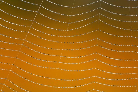 Dewdrops on a spider's web, Switzerland, Europe