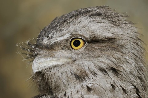 Tawny frogmouth (Podargus strigoides), portrait, captive, occurrence in Australia