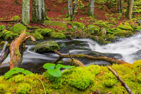 Kleine Ohe creek below Waldhaeuser village in the Bavarian Forest Nationalpark. Flowing water,