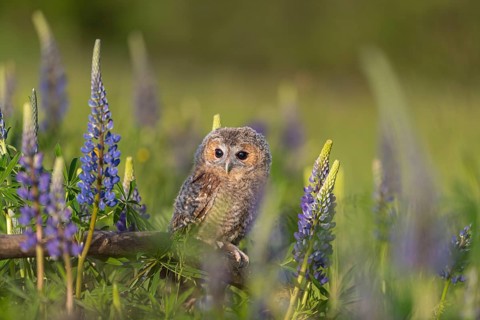 One young Ural owl (Strix uralensis) sitting on a branch lying in a field of flowering lupines in