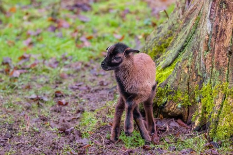 A Cameroon or Cameroon Dwarf sheep lamb, Ovis gmelini aries, standing in a forest