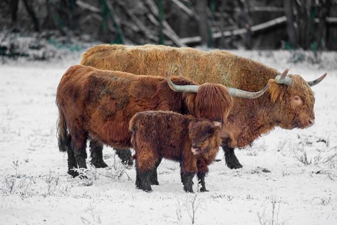 A family of Highland cattle (Bos primigenius), a bull, a cow and a calf are standing at the edge of