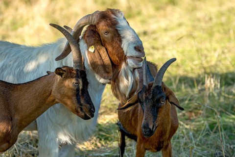 Goats (Capra), Boer goats, goats courting buck with long beard, scent, pasture with dry grass,