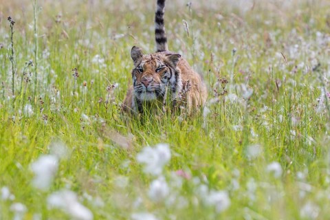 One young female Siberian Tiger, Panthera tigris altaica, running thru tall fresh cottongrass.