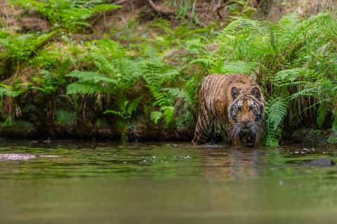One young female Siberian Tiger, Panthera tigris altaica, walking thru the cool fresh water of a