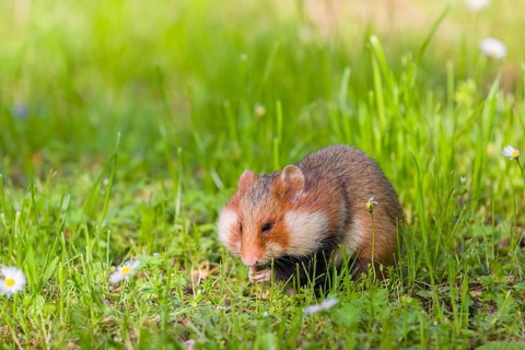 A European hamster (Cricetus cricetus), Eurasian hamster, black-bellied hamster or common hamster,