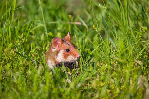 A European hamster (Cricetus cricetus), Eurasian hamster, black-bellied hamster or common hamster,