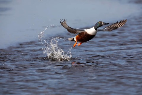 Northern Shoveler (Anas clypeata), male duck taking off in flight from lake, in display flight,