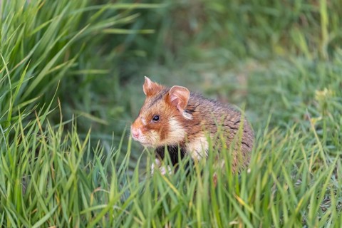 One European hamster (Cricetus cricetus), Eurasian hamster, black-bellied hamster or common