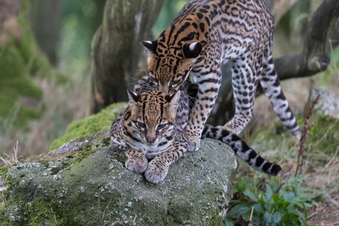 Ocelot couple, Leopardus pardalis, mating on a rock with some green vegetation