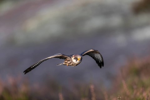 One female red-footed falcon (Falco vespertinus) flying at the edge of a forest. Green vegetation