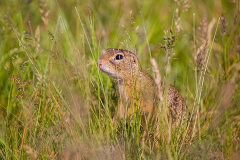 A European ground squirrel (Spermophilus citellus) or European souslik sits in tall green grass