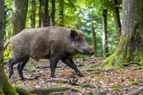 Wild boar (Sus scrofa), boar, Vulkaneifel, Rhineland-Palatinate, Germany, Europe