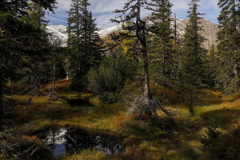 View of an autumnal virgin forest with small ponds, dead trees and heather. Hohe Tauern NP, Kolm