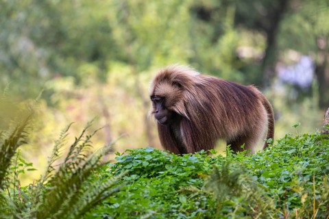 One adult male Gelada (Theropithecus gelada), or bleeding-heart monkey walking through riverine