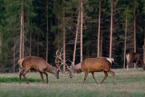 Two Altai maral stags, Altai wapiti or Altai elk (Cervus canadensis sibiricus) fighting each other