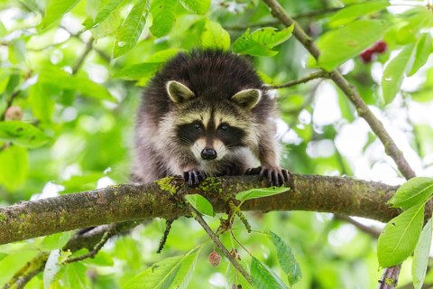 Raccoon (Procyon lotor), young cub in a cherry tree, looking alert, Hesse, Germany, Europe
