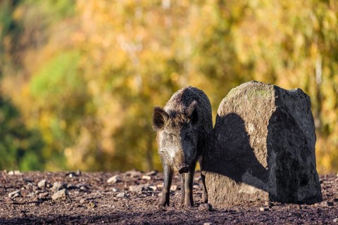 A wild boar or wild pig (Sus scrofa), scratches himself at a big stone. In the background you can