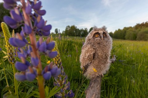 One young long-eared owl (Asio otus), sitting on a branch that is lying in a field of flowering