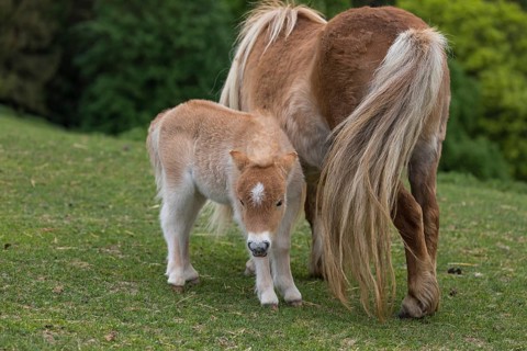 Falabella mare and foal, The Falabella (Equus ferus caballus) is the smallest horse at all