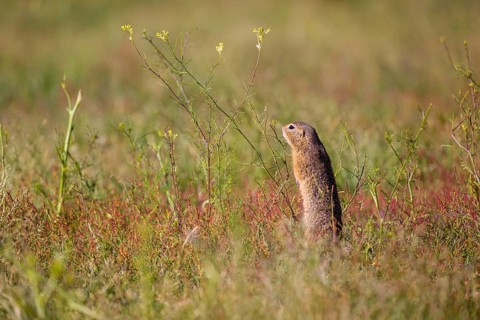 A European ground squirrel (Spermophilus citellus) or European souslik stands erected in tall green