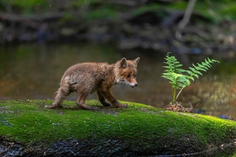 One young red fox, Vulpes vulpes, walking over a mossy rock in a shallow forest creek in late light