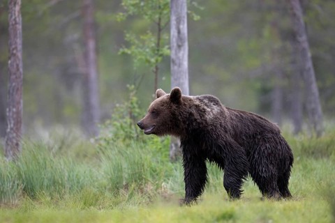 Brown bear (Ursus arctos) in the Finnish taiga, Kuusamo, Finland, Europe