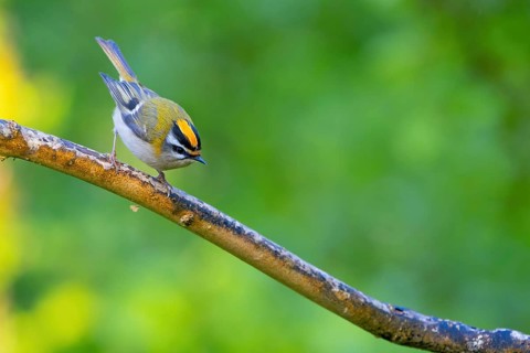 Goldcrest, Regulus ignicapillus, Luce, Mountain area, Luce, Styria, Slovenia, Europe