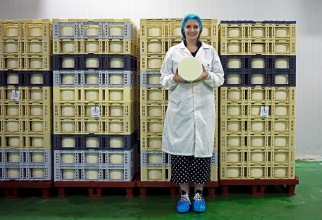 Castilian woman showing a typical Zamora cheese in a cheese factory, cheese stacked in boxes in the