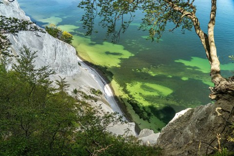 Cliffs and chalk cliffs Møns Klint, Mön Island, Denmark, Europe