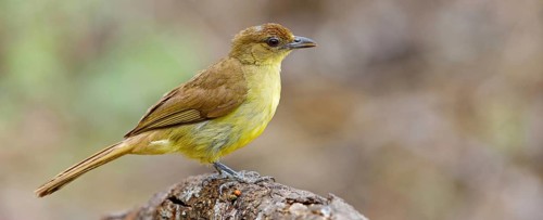 Yellow-bellied greenbul (Chlorocichla flaviventris), Mkuze Game Reserve, Mkuze, KwaZulu-Natal,