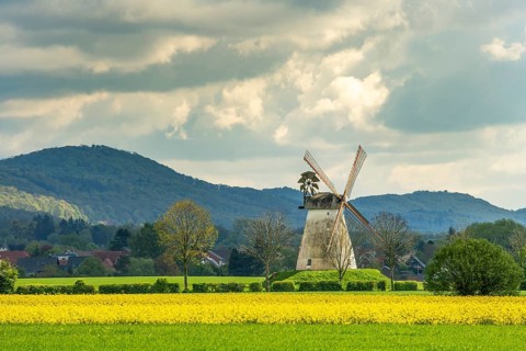 Windmill with rape fields Veltheim Porta Westfalica Germany