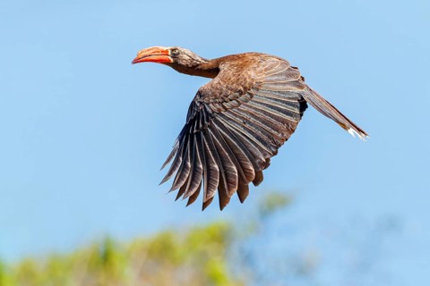 Crowned Hornbill, (Lophoceros alboterminatus), Syn: Tockus alboterminatus, iSimangaliso Wetland