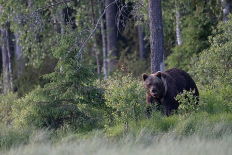 Brown bear (Ursus arctos) in the Finnish taiga, Kuusamo, Finland, Europe