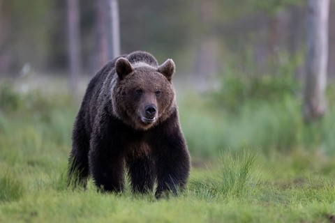 Brown bear (Ursus arctos) in the Finnish taiga, Kuusamo, Finland, Europe