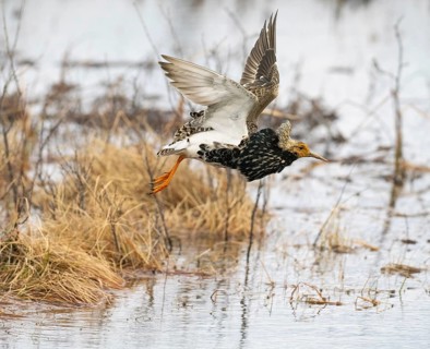 Ruff (Calidris pugnax) male in breeding plumage, flying away from lek, Pokka, Finnish Lapland