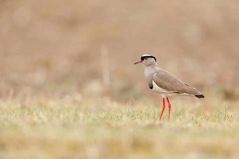 Crowned Lapwing, (Vanellus coronatu), Wakkerstrom surroundings, Wakkerstrom, Mpumalanga, South