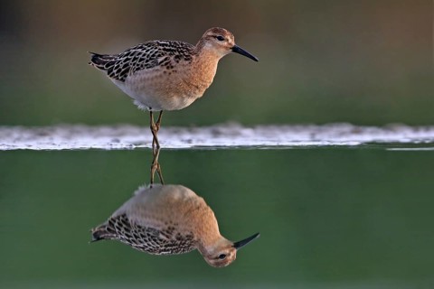 Ruff (Philomachus pugnax), female, Narew, Bialystok, Podlasie, Poland, Europe