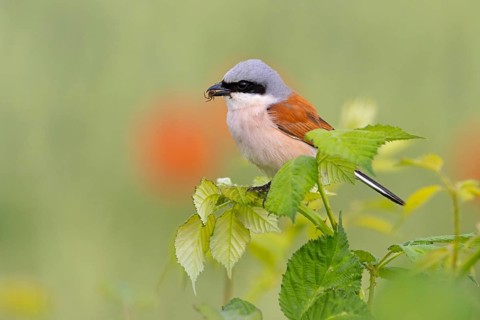 Red-backed shrike, red-backed shrike, thorn-backed shrike, family of shrikes, (Lanius collurio),