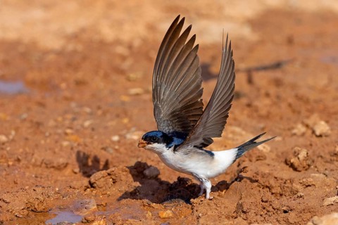 House Martin, Town Swallow, common house martin (Delichon urbica), Lesbos, Lesbos Island, Greece,