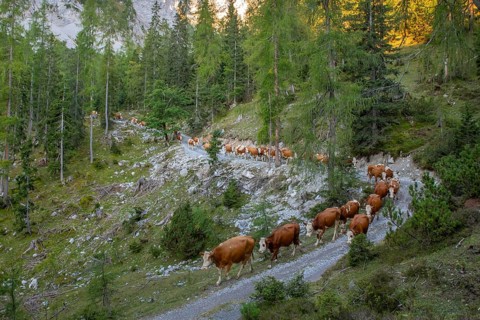Alpine cattle drive in autumn through the Stallental, from the Eng-Alm through the Karwendel