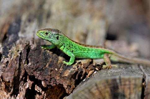 Sand lizard (Lacerta agilis), male in mating plumage, on woodpile, Switzerland, Europe
