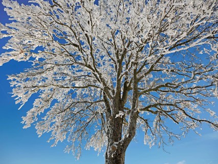 Tree in hoarfrost, Schlatt, Canton Lucerne, Switzerland, Europe