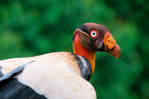 King vulture (Sarcoramphus papa) portrait, Costa Rica, Central America