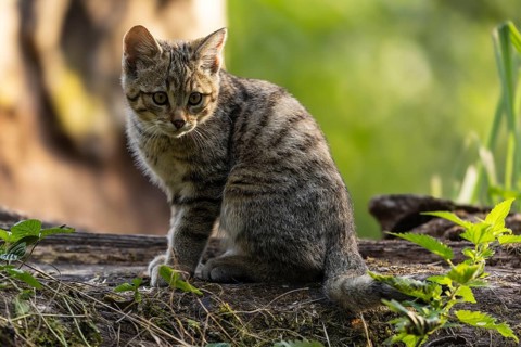 A kitten sits quietly on a tree trunk, surrounded by green nature and looks thoughtful, wildcat