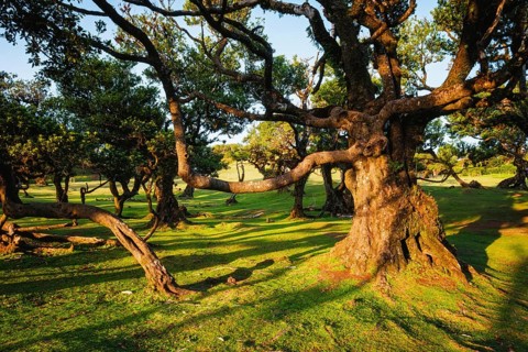 Centuries-old til trees in fantastic magical idyllic Fanal Laurisilva forest on sunset. Madeira