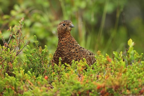 Willow ptarmigan (Lagopus lagopus) attentive hen, Lofoten, Norway, Scandinavia, Europe