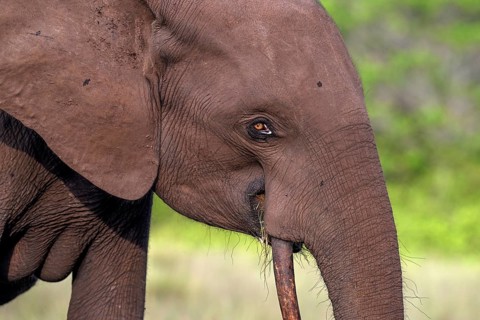African forest elephant (Loxodonta cyclotis) in a clearing in Loango National Park, Parc National