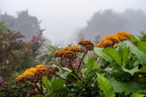 Yellow flowers, fog in the rainforest, caldera of the Poás volcano, Poás National Park, central