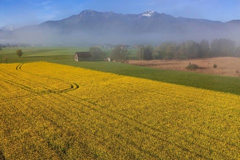 Aerial view of a rape field in front of mountains, spring, Schlehdorf, view of Herzogstand and
